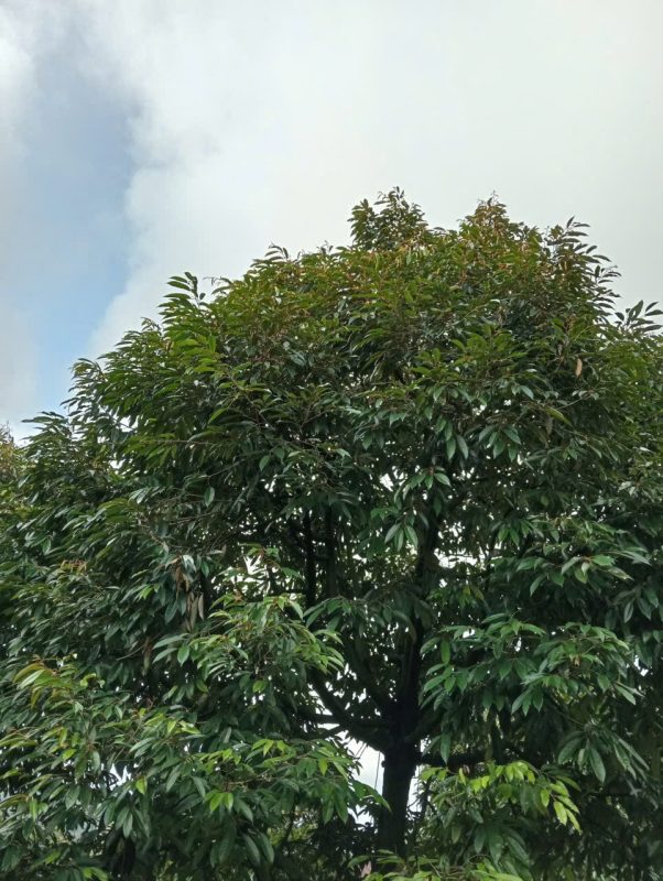 O Huyền Sầu Riêng