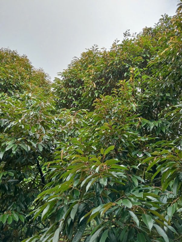 O Huyền Sầu Riêng