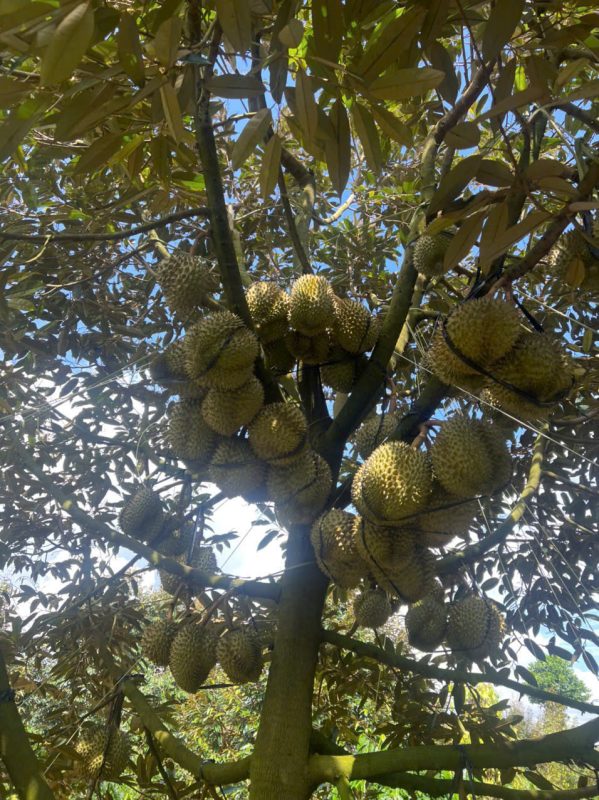 O Huyền Sầu Riêng