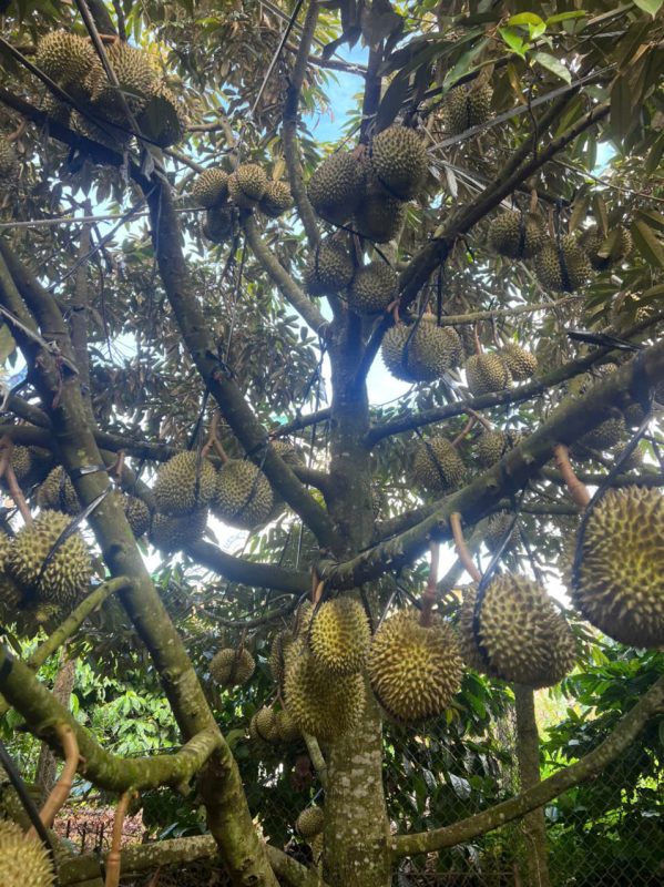 O Huyền Sầu Riêng