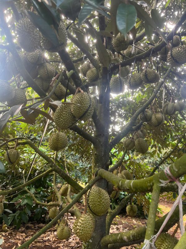O Huyền Sầu Riêng