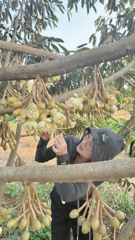O Huyền Sầu Riêng
