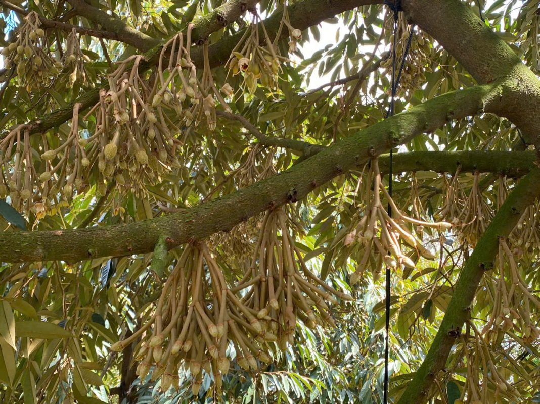 O Huyền Sầu Riêng