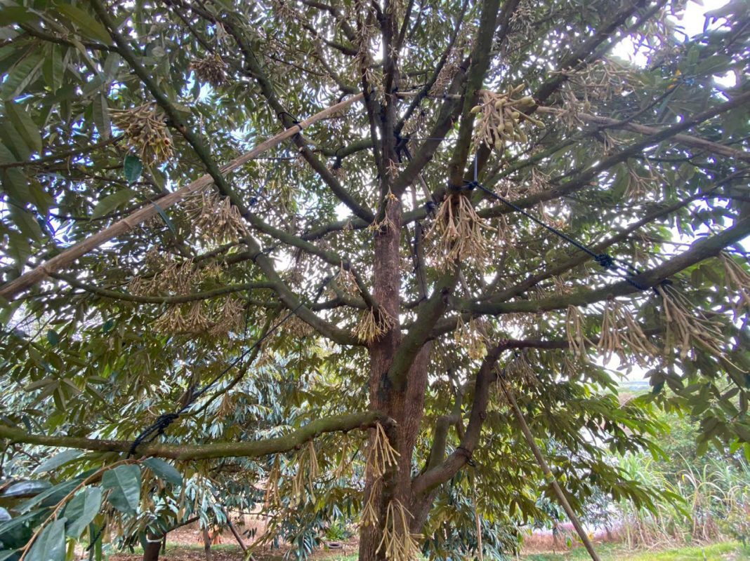 O Huyền Sầu Riêng