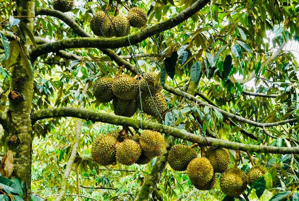 O Huyền Sầu Riêng