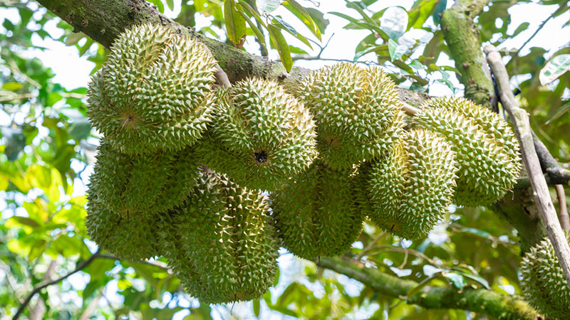 O Huyền Sầu Riêng