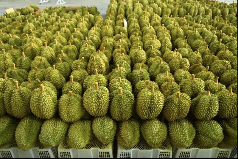 O Huyền Sầu Riêng